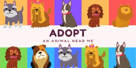 Portada de Adopt an Animal Near Me