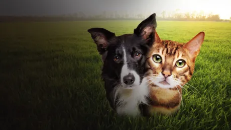 Portada de Puzzle Escapes: Paws & Claws