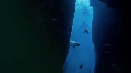 Portada de Submersed